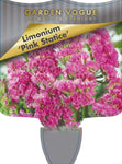 Limonium peregrinum Pink