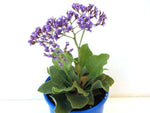 Limonium perezii Blue