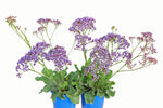 Limonium perezii Blue