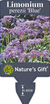 Limonium perezii Blue