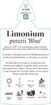 Limonium perezii Blue