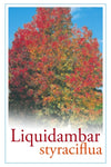 Liquidambar styraciflua