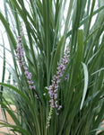 Liriope muscari Just Right LIRJ