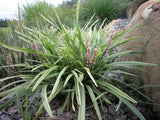 Liriope muscari Pink Pearl VS001