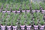 Liriope muscari Pink Pearl VS001