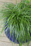 Liriope muscari Emerald Cascade