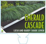 Liriope muscari Emerald Cascade