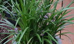 Liriope muscari Evergreen Giant