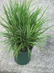 Liriope muscari Evergreen Giant