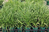 Liriope muscari Evergreen Giant