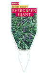 Liriope muscari Evergreen Giant