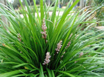 Liriope muscari Isabella LIRF