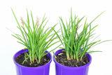 Liriope muscari Isabella LIRF