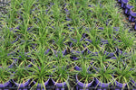 Liriope muscari Mini Mauve