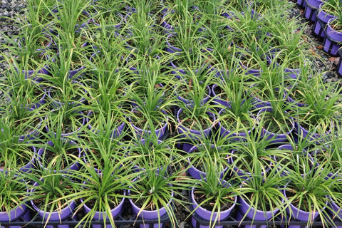 Liriope muscari Mini Mauve