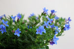 Lithodora Heavenly Blue