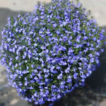 Lobelia Lucia Dark Blue