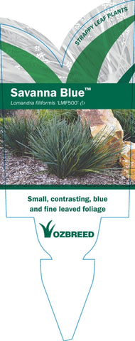 Lomandra Savanna Blue LMF500