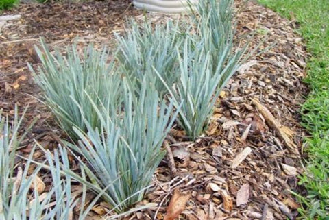 Lomandra Blue Ridge