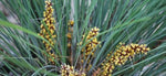 Lomandra Frosty Top