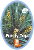 Lomandra Frosty Top