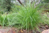 Lomandra Lime Tuff