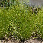 Lomandra Lime Tuff