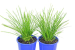 Lomandra Lime Tuff