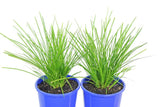 Lomandra Lime Tuff