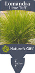 Lomandra Lime Tuff