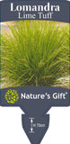 Lomandra Lime Tuff