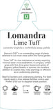 Lomandra Lime Tuff