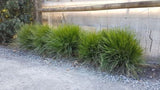 Lomandra Little Lime