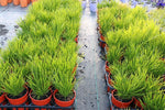 Lomandra Little Lime