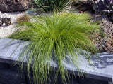 Lomandra Misty Green