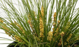 Lomandra Misty Green