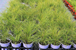 Lomandra Misty Green