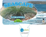 Lomandra Seascape