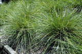 Lomandra Verday