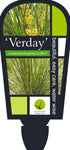 Lomandra Verday