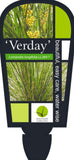 Lomandra Verday