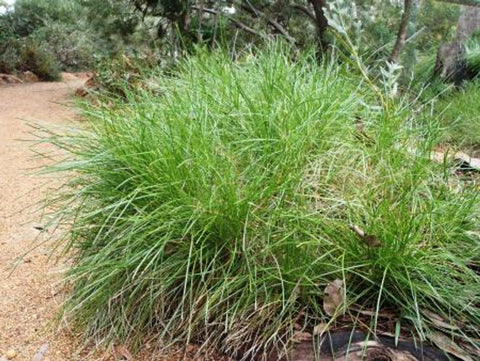 Lomandra confertifolia Little Con