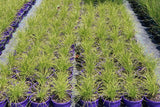 Lomandra confertifolia Little Con