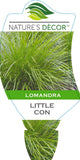 Lomandra confertifolia Little Con