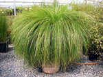 Lomandra cylindrica Lime Wave