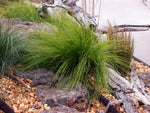 Lomandra cylindrica Lime Wave