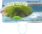 Lomandra cylindrica Lime Wave