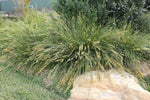 Lomandra fluviatilis Shara TM ABU7