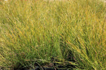 Lomandra fluviatilis Shara TM ABU7