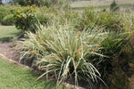 Lomandra hystrix Lucky Stripe TM LMV200